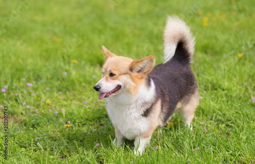 Photo of a corgi dog