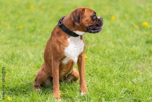 Portrait of a Boxer dog in green © SasaStock