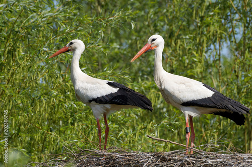 Weißstorch