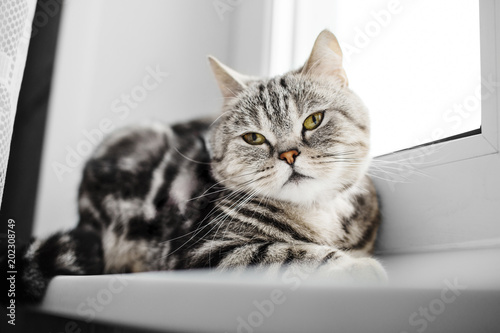 British cat brindle sitting on a window sill.
