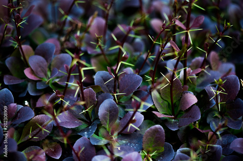 purple leaves bushes with needles