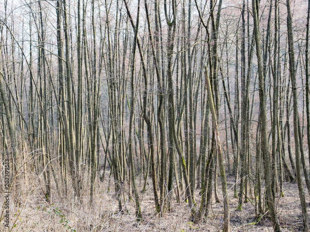 Harsh sparse forest near river in slovakia Harsh sparse forest near river in slovakia