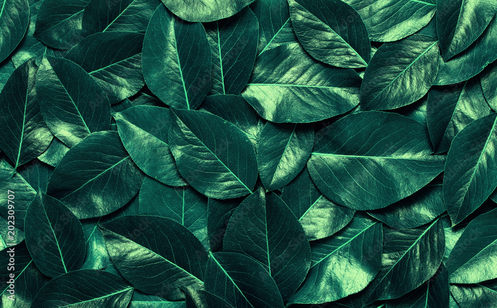 Obraz premium Green leaves background