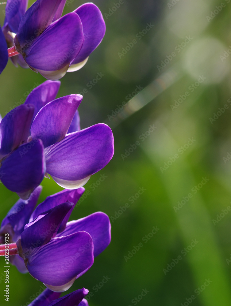 flower on a green flower on a green