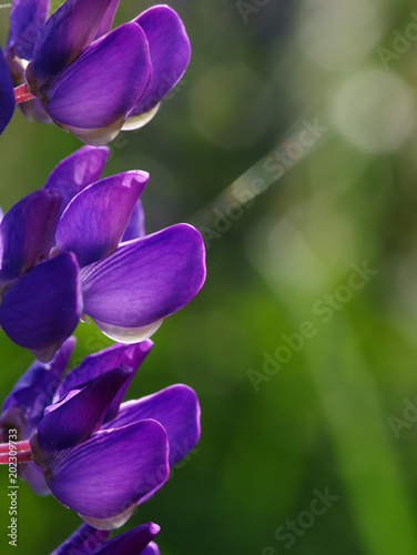  flower on a green © Alekss