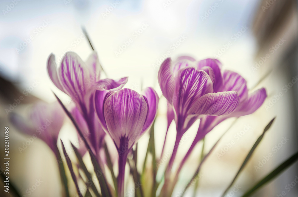 Crocus