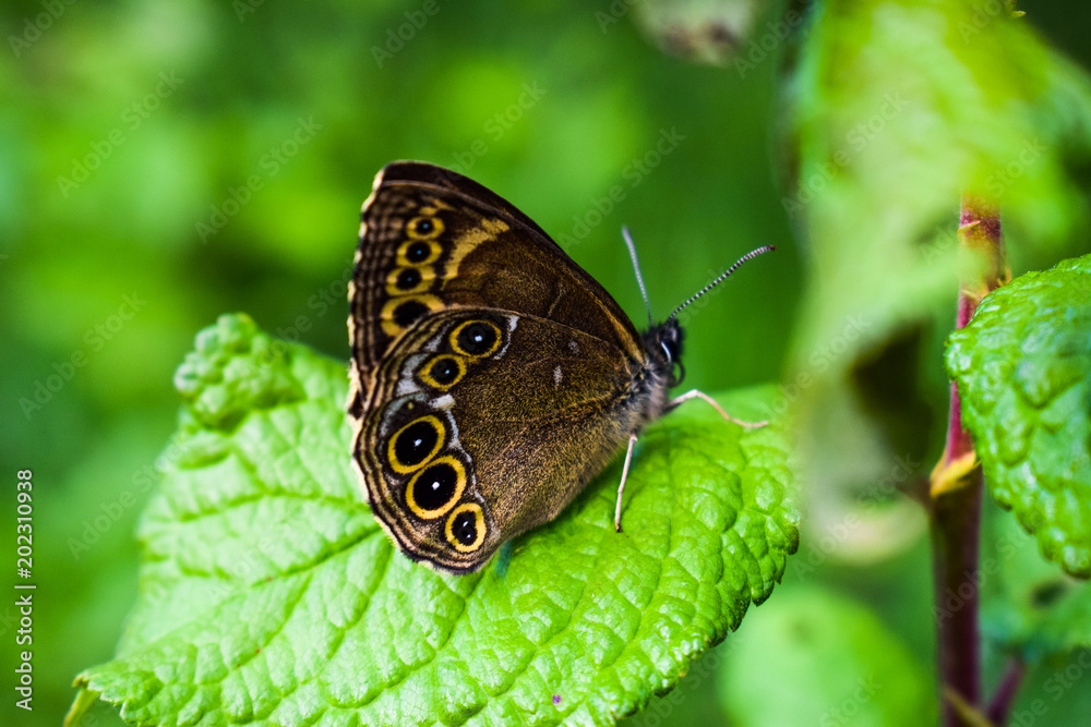 Obraz premium Butterfly close up