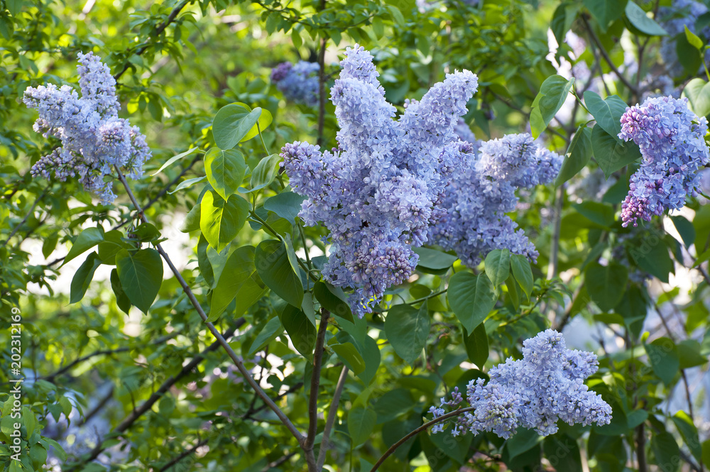 Obraz premium Kwiat bzu 6