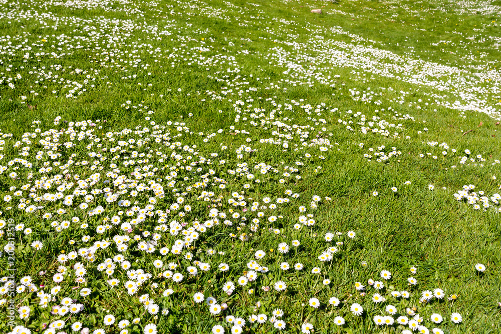 A rolling lawn spotted with small white daisies.