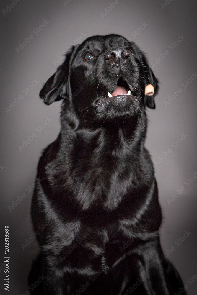 black Labrador dog catch food isolated on grey background,