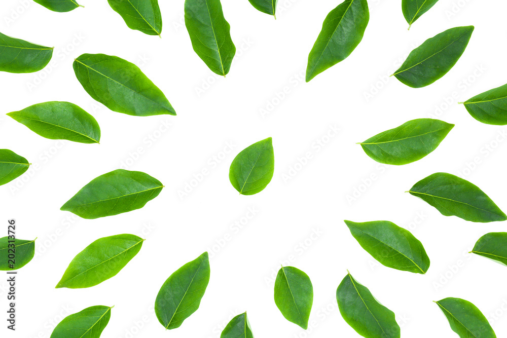 flat lay green leaf isolated on white background for creative nature backdrop flat lay green leaf isolated on white background for creative nature backdrop