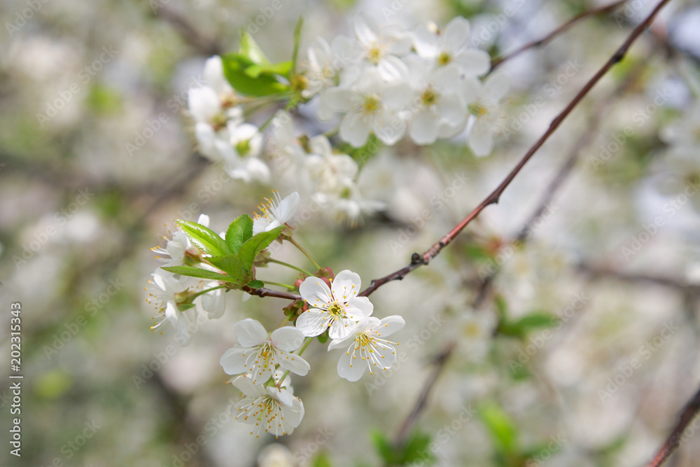 Blooming cherry