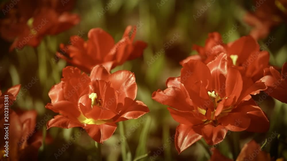 Plenty of red fluffy tulips growing in soil in spring sunny spring day outdoors. Footage filtered in vintage style. Plenty of red fluffy tulips growing in soil in spring sunny spring day outdoors. Footage filtered in vintage style.
