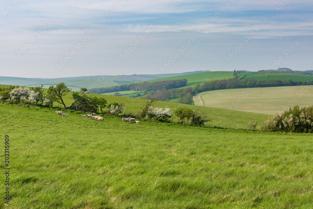 Sheep in the Sussex Countryside