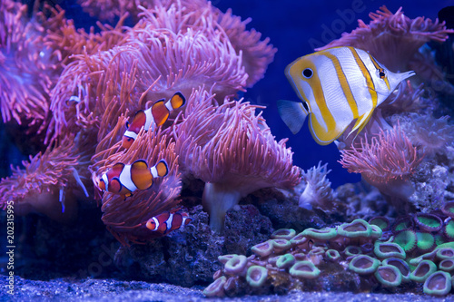 Clown fish and butterfly fish on a background of anemones