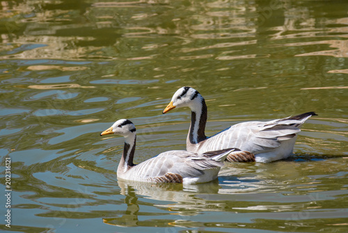 Two Bar-headed goose  Anser indicus . Swimming in water
