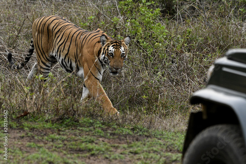 Fototapeta Naklejka Na Ścianę i Meble -  Royal Bengal tiger male, Kabini, India.
..Photo by:Jan Fleischmann..info@janwildlifephoto.com..+46 70 590 17 74