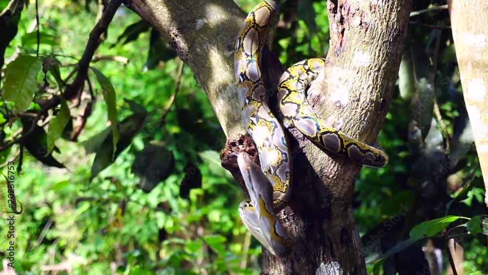 A hand holding stick trying to catch Phyton snake while escaping on the tree. A hand holding stick trying to catch Phyton snake while escaping on the tree.