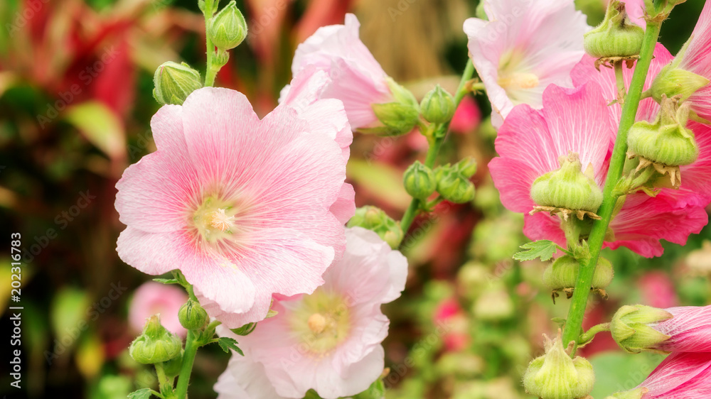 Fototapeta premium Pink Hollyhocks flower in a garden.