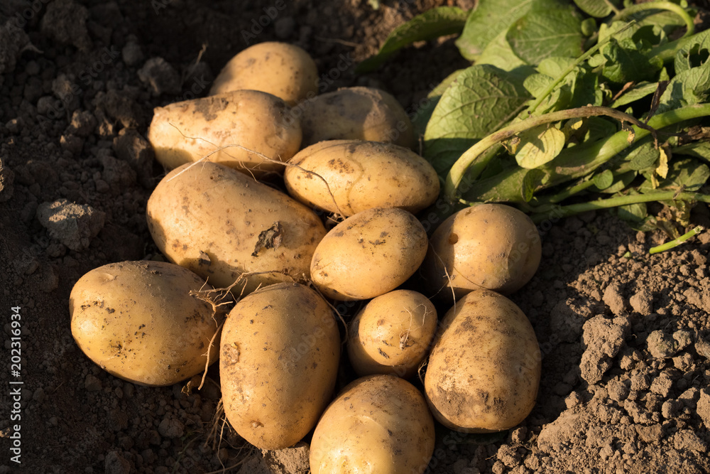 Potato. Close Fresh Yellow Potatoes After Digging From Ground On Farm Top View. Potato. Close Fresh Yellow Potatoes After Digging From Ground On Farm Top View.