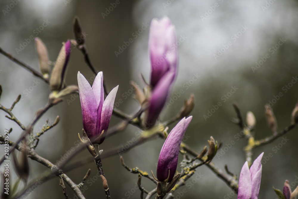 fresh flowers on tree. spring fruit tree fresh flowers on tree. spring fruit tree