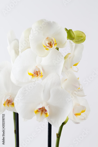 Fototapeta Naklejka Na Ścianę i Meble -  Beauty orchid on a white background.