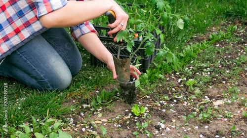 Closeup photo of young female gardener planting tomato seedlings © Кирилл Рыжов