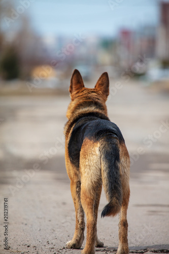 A dog stands on the road with his back