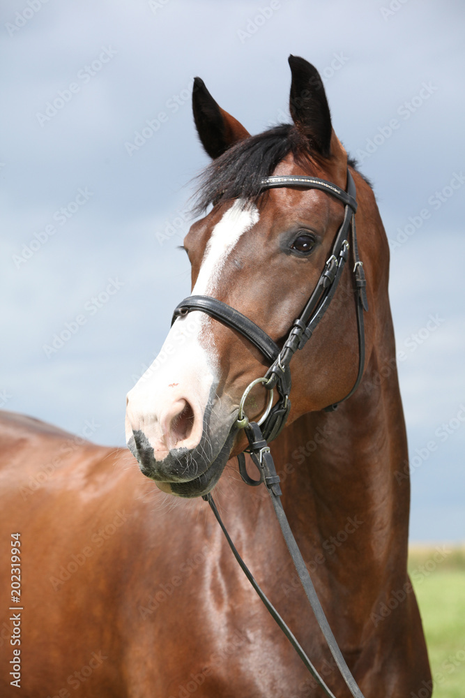 Amazing brown horse Amazing brown horse