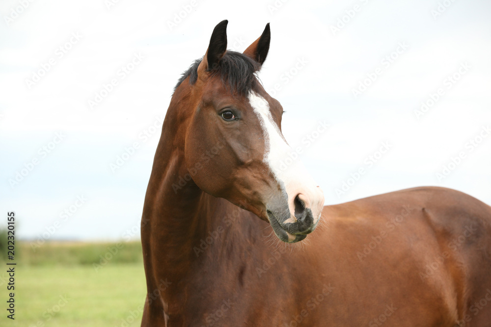 Amazing brown horse