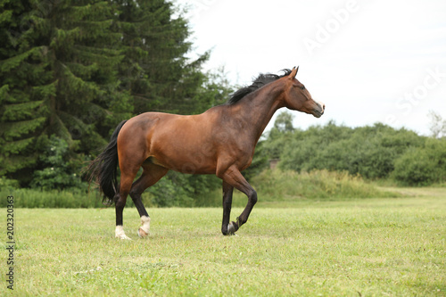 Beautiful brown horse running in freedom