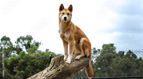 Australian Dingo photo