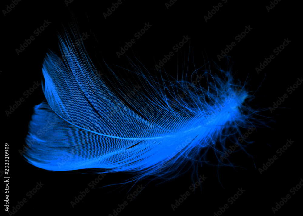 Naklejka premium Blue feather on a black background