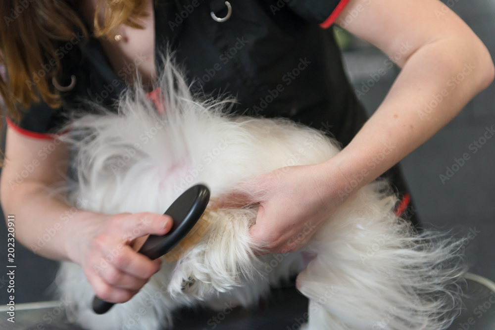 Professional care for the dog Maltese lap dog. Drying the dog in the grooming salon. Professional care for the dog Maltese lap dog. Drying the dog in the grooming salon.