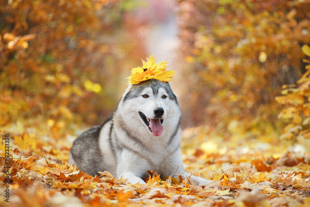 A delightful gray husky lies in the yellow autumn leaves with a crown of leaves on his head and takes pleasure. Dog on a natural background A delightful gray husky lies in the yellow autumn leaves with a crown of leaves on his head and takes pleasure. Dog on a natural background