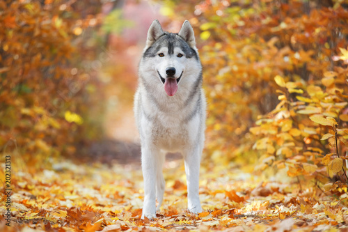 A delightful gray husky stands in yellow autumn leaves and takes pleasure. Dog on a natural background