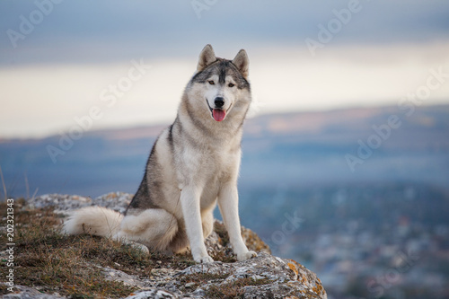 Gray Siberian husky sits on the edge of the rock and looks down. A dog on a natural background. photo