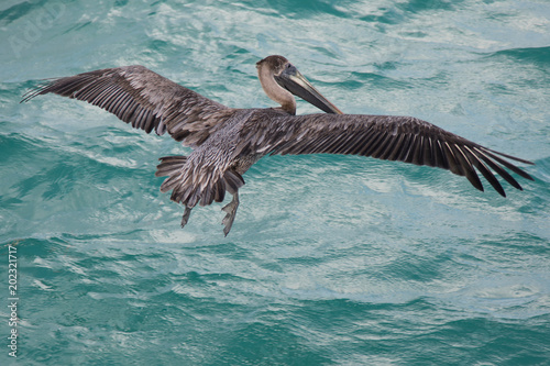 Pelikan, Yucatán, Mexiko, Vogel, Wasser, Strand, Hotel, Wellen, Küste © ThoPics