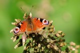 Peacock butterfly Inachis io sitting on a dry flower