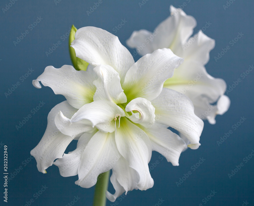 Fototapeta premium Amaryllis Hippeastrum double flowering Ice Queen close up