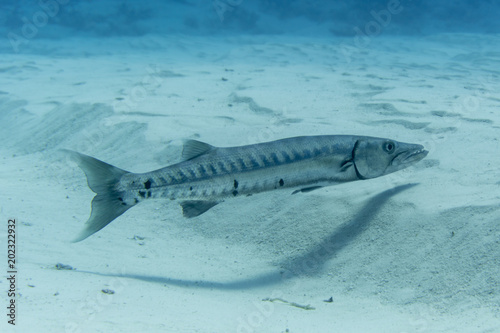 Barracuda  Fisch  Raubfisch  Cozumel  Yucatan  Mexiko  Tauchen  Unterwasser