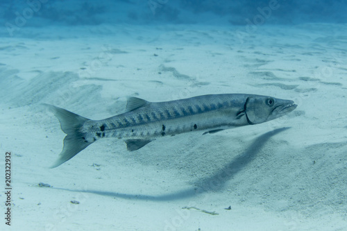 Konstfotografi Barracuda, Fisch, Raubfisch, Cozumel, Yucatan, Mexiko, Tauchen, Unterwasser