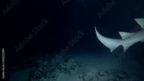 Tawny nurse shark - Nebrius ferrugineus swim in the night
 photo