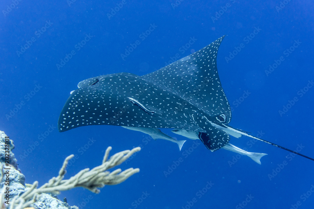 Φωτογραφία Manta, Riesenmanta, Fisch, Raubfisch, Cozumel, Yucatan, Mexiko, Tauchen, Unterwa