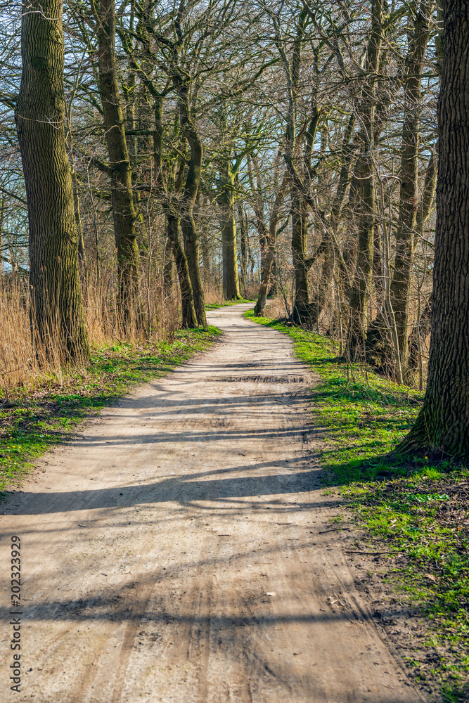 Fototapeta premium Meandering sandy path between tall trees