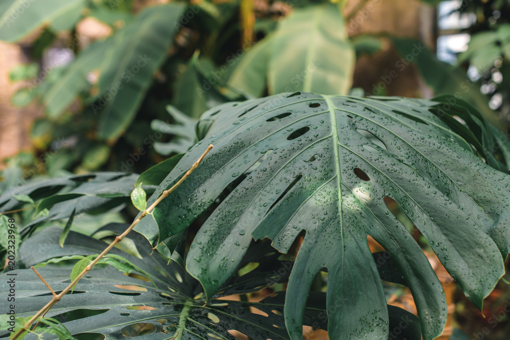 Fototapeta premium close up of green monstera leaves in tropical garden