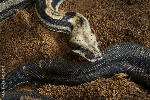 Close up of Boa constrictor imperator – mutational form Motley, Snow. Female