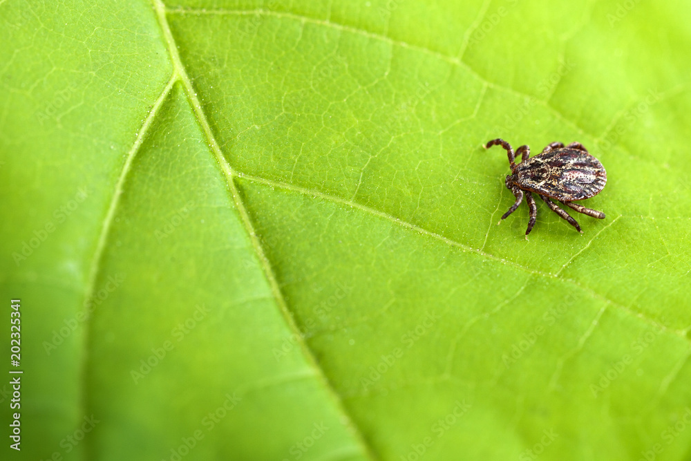 Male Tick Meadow (Dermacentor reticulatus) Male Tick Meadow (Dermacentor reticulatus)
