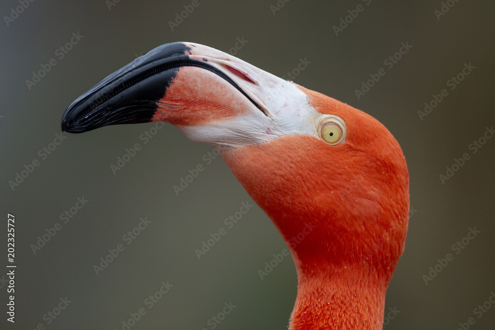 Fototapeta premium Red Caribbean flamingo close-up head detail