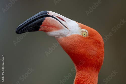 Red Caribbean flamingo close-up head detail